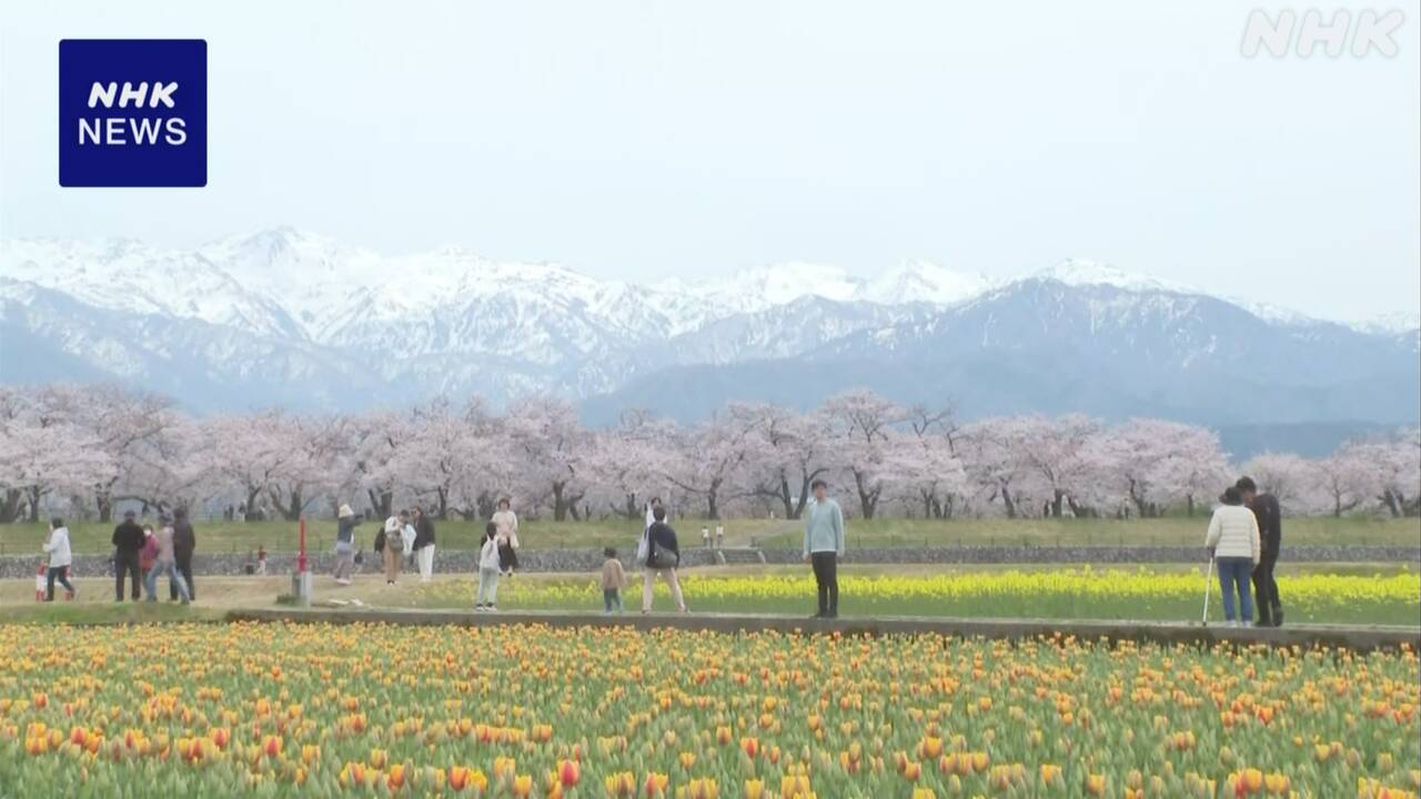 “春の四重奏” 雪の北アルプスと桜・チューリップ・菜の花 | NHK