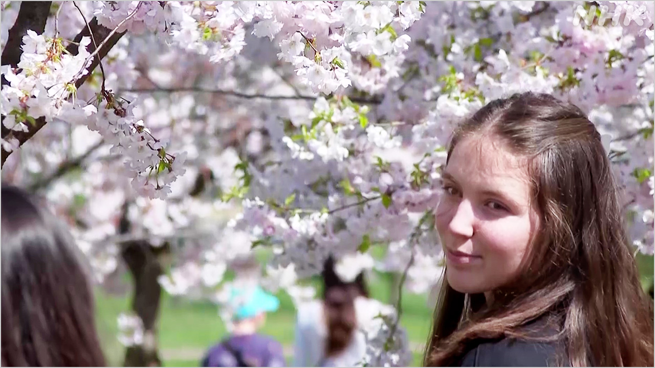 【動画】ウクライナ キーウに咲く桜