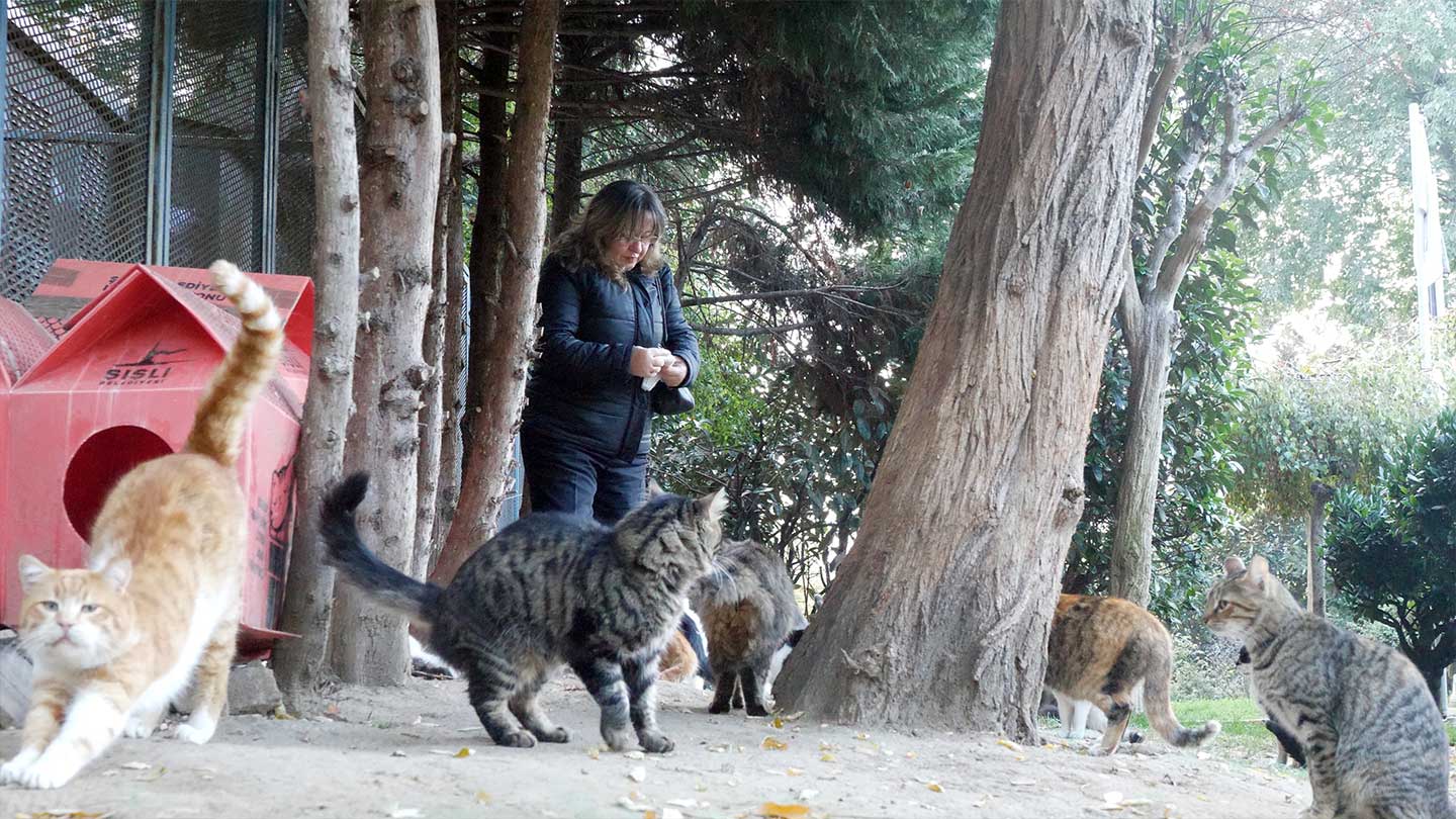 アヤソフィアに住みついたネコ グリとイスタンブールの物語 中東解体新書 Nhk News Web