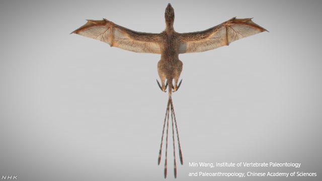コウモリの翼持つ恐竜 化石発見 Nhk
