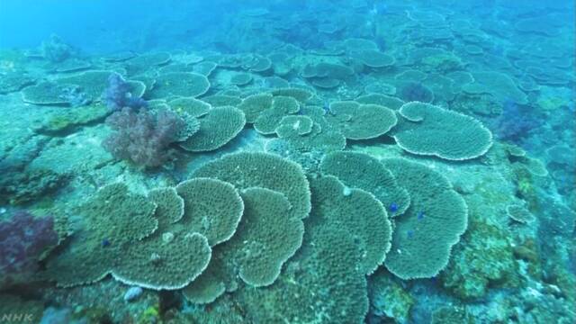 招かれざる“青いサンゴ礁”