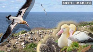 世界が注目！日本の絶滅鳥が復活