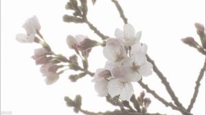 「ソメイヨシノ」の遺伝情報初解読 開花時刻も予測可能に？