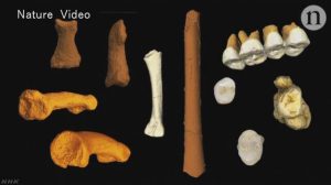 新種の人類か フィリピンの洞窟から化石