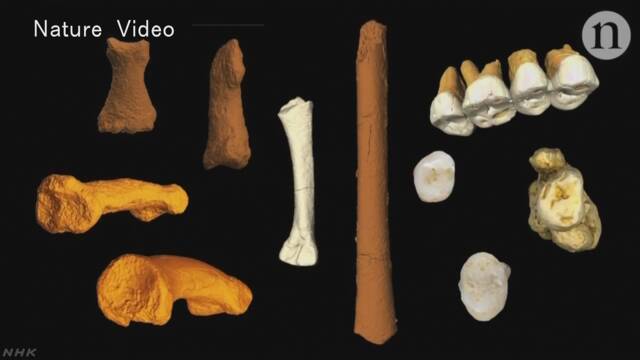 新種の人類か フィリピンの洞窟から化石