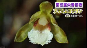 奄美大島で新種のラン発見 「アマミムヨウラン」と命名