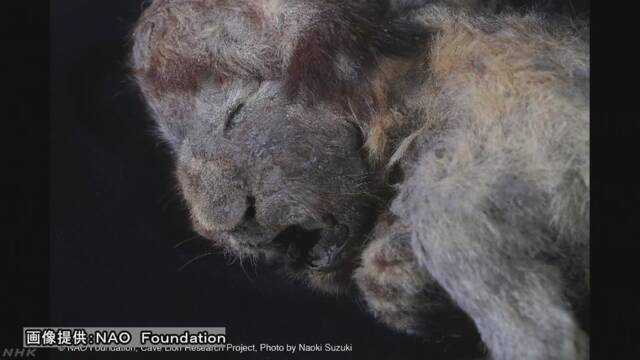 シベリアの永久凍土から絶滅したライオンの赤ちゃん
