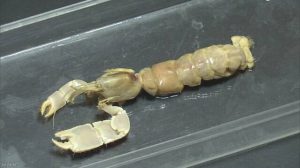 “絶滅”の甲殻類 オオスナモグリか 干潟で発見