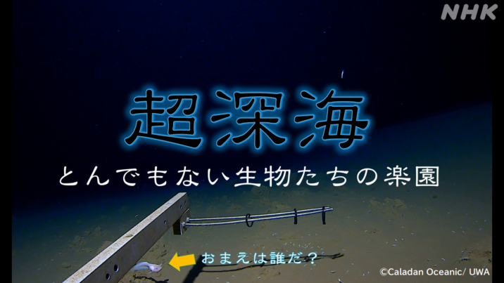 超深海」 世界“最深”の魚｜NHK