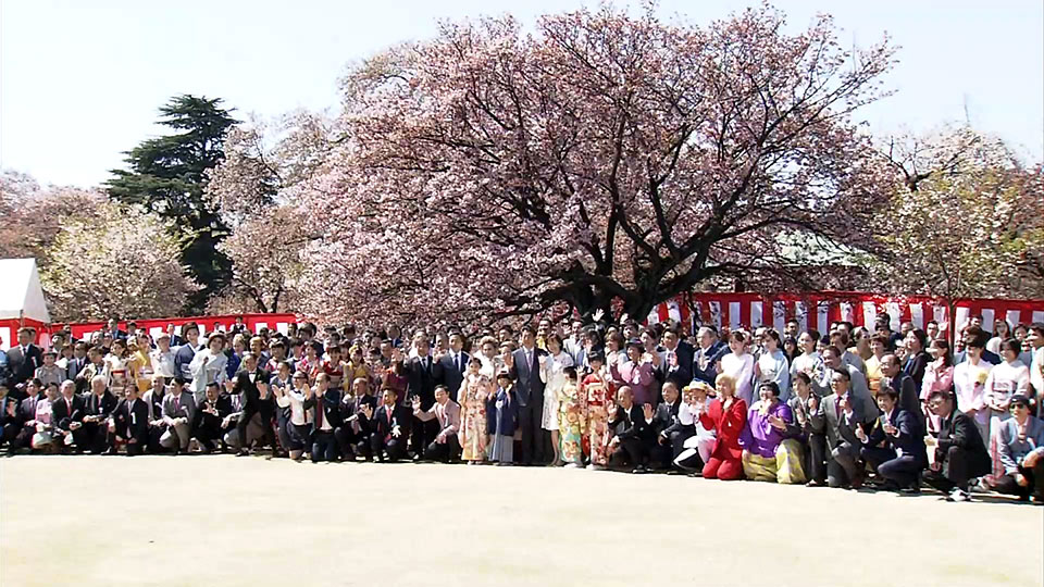 Cherry blossom-viewing events