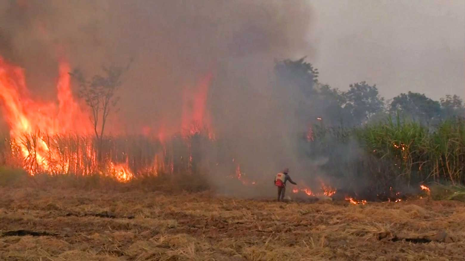 Ceasing fire: Thai sugar farmers struggle to change polluting ways