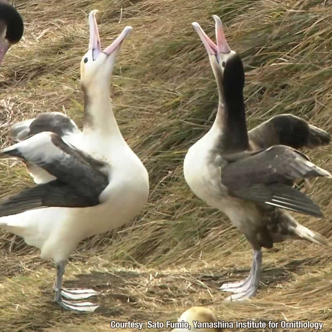 Albatross flies over geopolitical hotspot