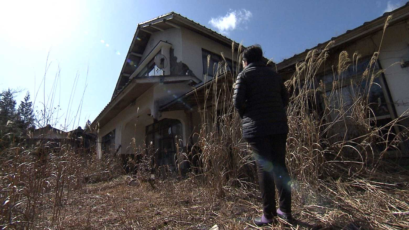 A herb offers hope in Fukushima