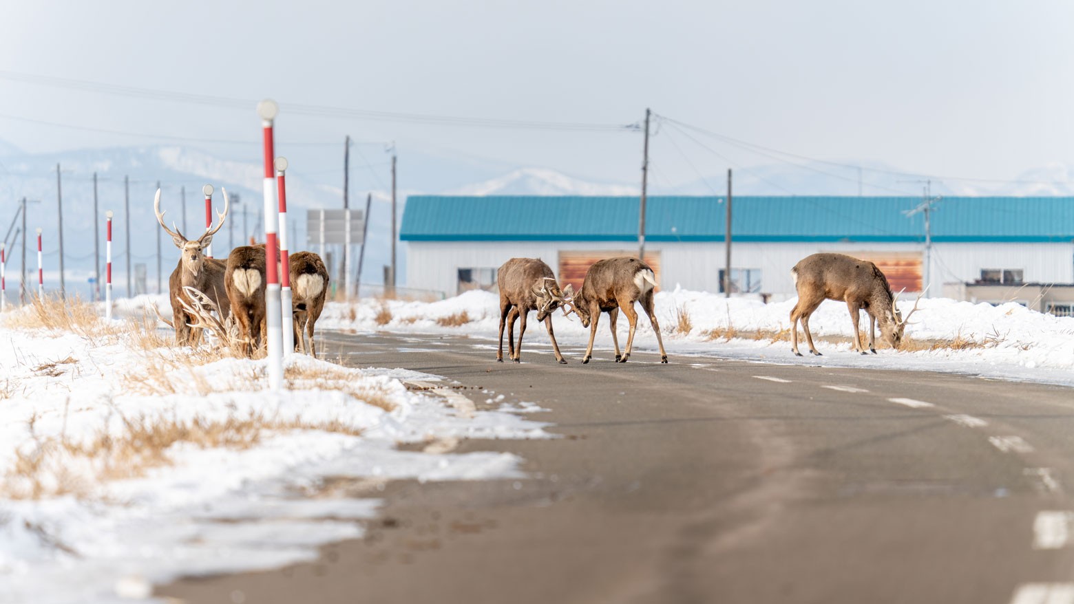 Deer in the headlights pose traffic danger in Hokkaido
