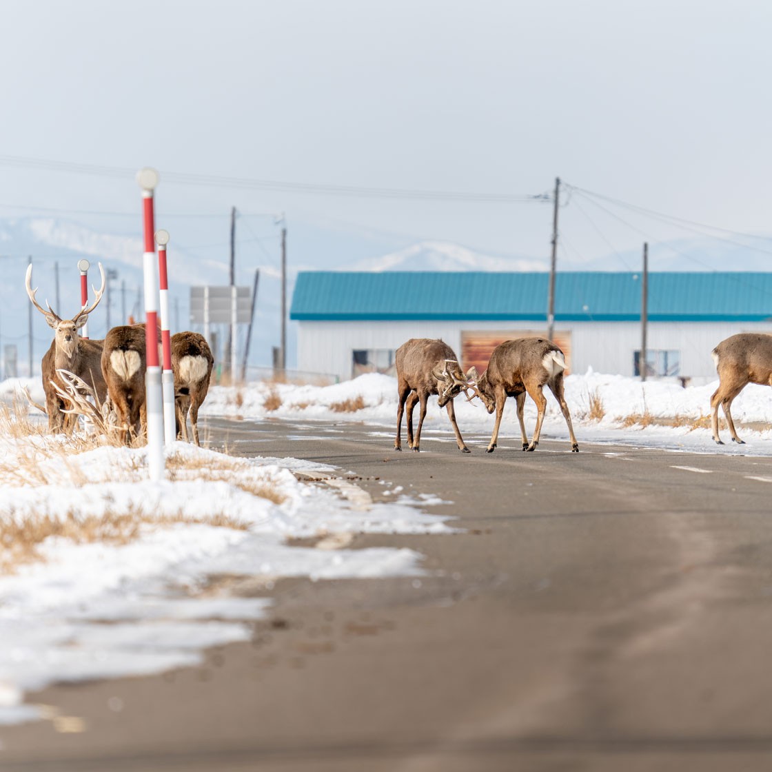 Deer in the headlights pose traffic danger in Hokkaido