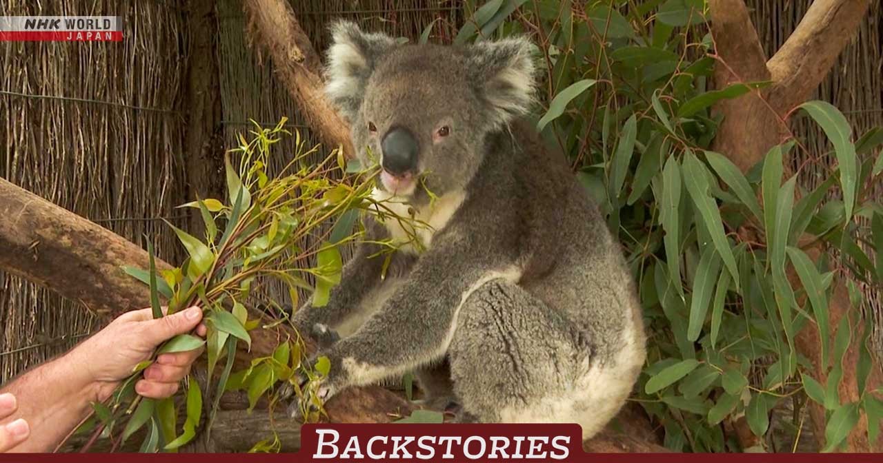 Ten-year-old girl who nurses orphaned koalas is among the stars of