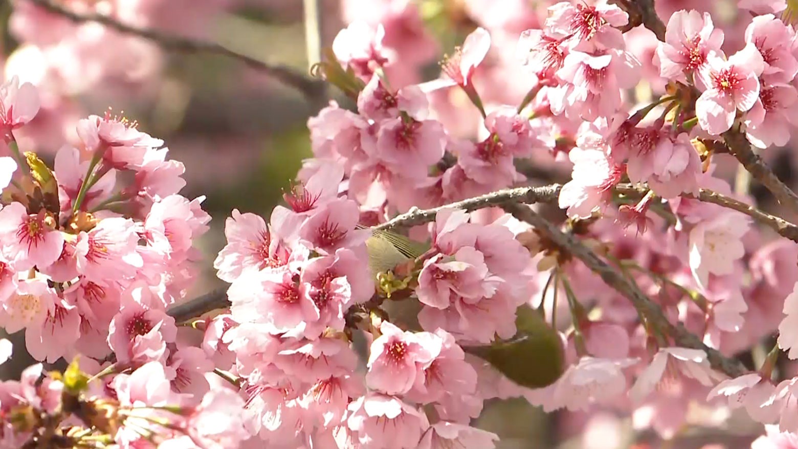 Sakura season underway in Japan | NHK WORLD-JAPAN News