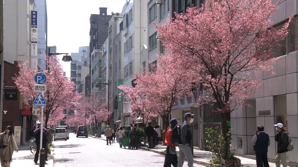 Cielo de flor de cerezo en Japón |  Noticias NHK WORLD-JAPAN.