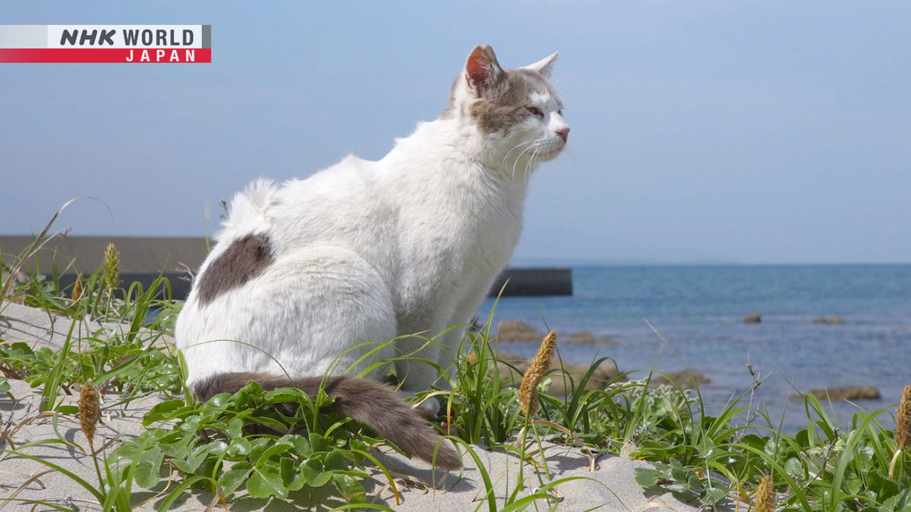 Fukuoka: Small Remote Islands - A Cat's-Eye View of Japan | NHK WORLD-JAPAN  On Demand