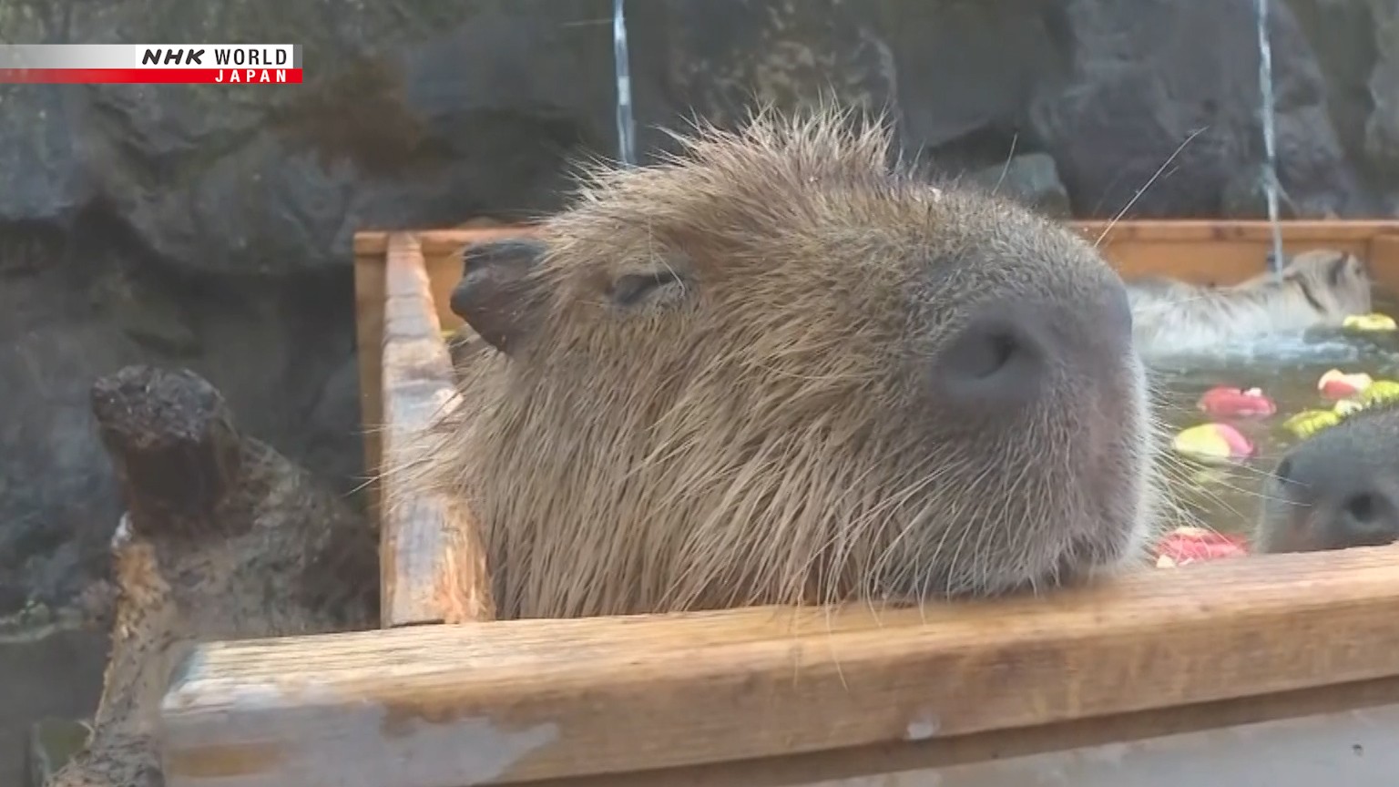 Capybara in the bath  NHK WORLD-JAPAN On Demand