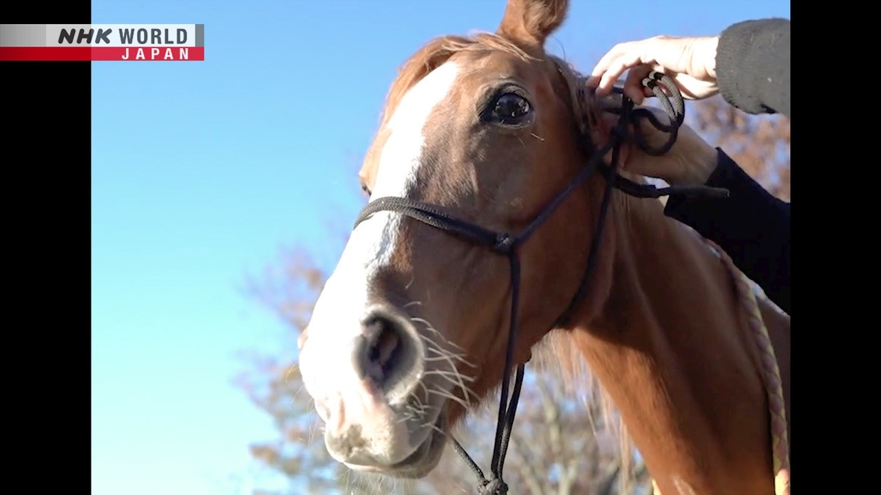 Horse - Magical Japanese | NHK WORLD-JAPAN