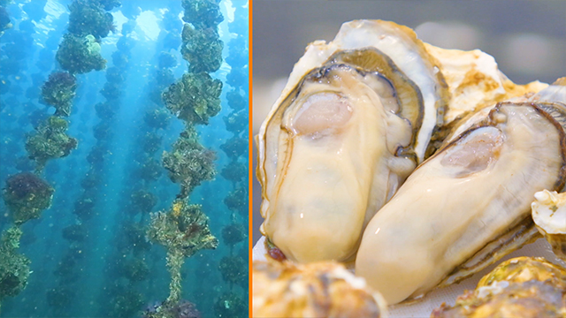 Hiroshima oysters are cultivated on ropes suspended from rafts. They’re large, creamy, and full of flavor.