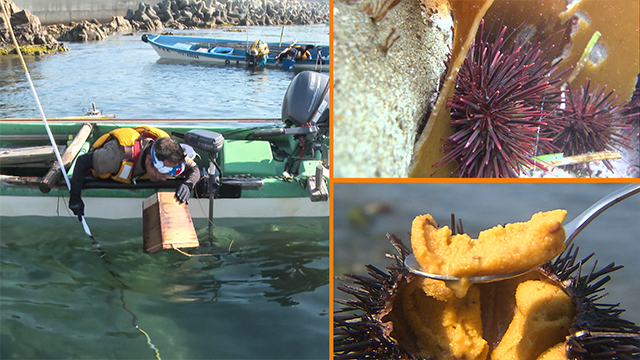 One of the most famous of its local specialities is uni, or sea urchin. The spiny black shells contain a sweet and creamy delicacy. Uni feed on umami-rich konbu kelp, which is why they have such a rich flavor. 