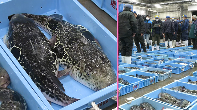 Shimonoseki has the only market in Japan specializing in fugu. Over 1,500 tons of fugu are sold here each year. Fugu can only be prepared by licensed professionals. That's because they're poisonous. But despite that, they're considered a delicacy in Japan.