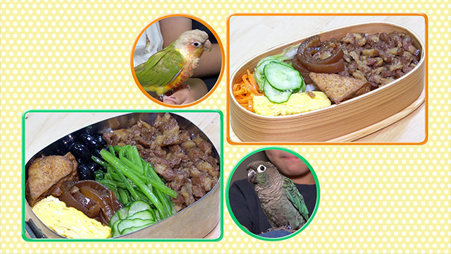 Ning and John help arranging the Lu Rou Fan and vegetables on rice. By using different colors, they create two different bentos in the same color scheme as their pet parakeets!