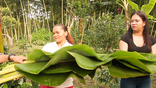 Plantain trees with distinctive giant leaves protect the coffee trees from excessive sunlight. Both the fruit and the leaves are essential to making traditional Colombian bentos. Omaira and her daughter, Ámbar, will show us how to make the bentos they serve at the coffee plantation.