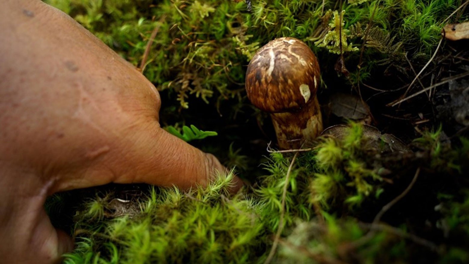 Ароматные грибы – награда для гималайских собирателей