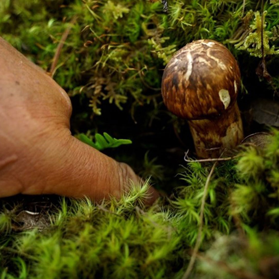 Ароматные грибы – награда для гималайских собирателей