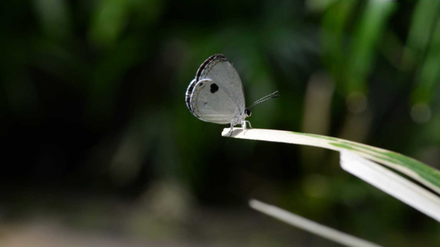 Японские ученые спешат спасти редкую бабочку
