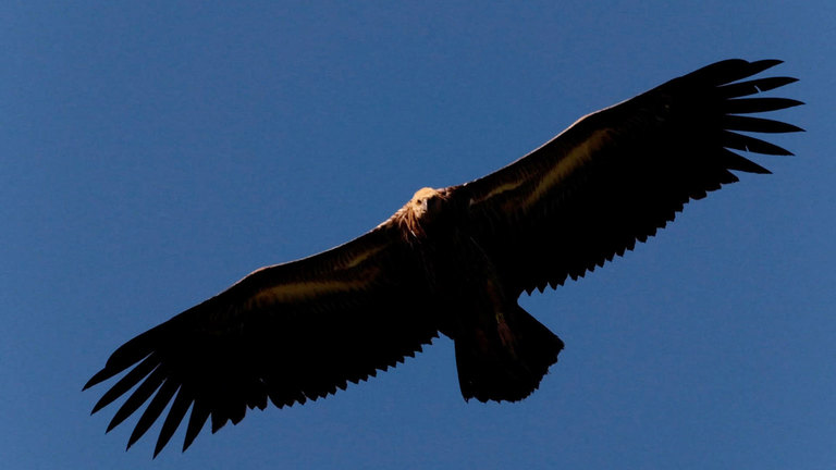 Eyes on the Sky: Vulture Man of Phuket - Asia Insight - TV | NHK WORLD ...