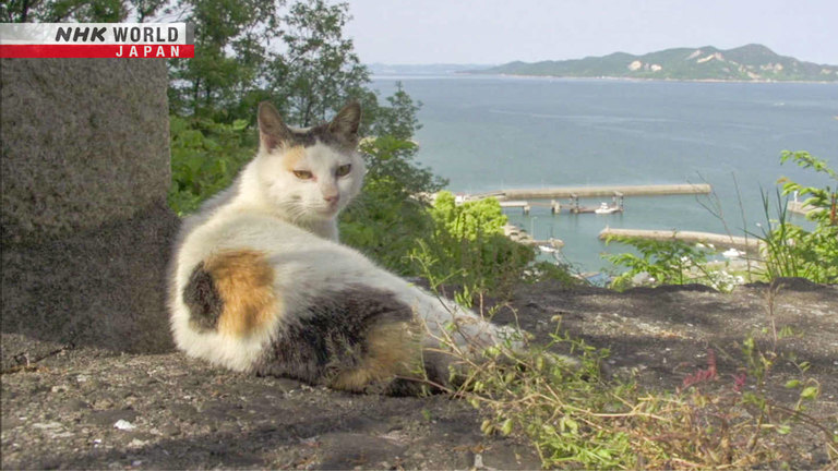 Seto Inland Sea: Two Cat Islands - A Cat's-Eye View of Japan - TV | NHK  WORLD-JAPAN Live & Programs
