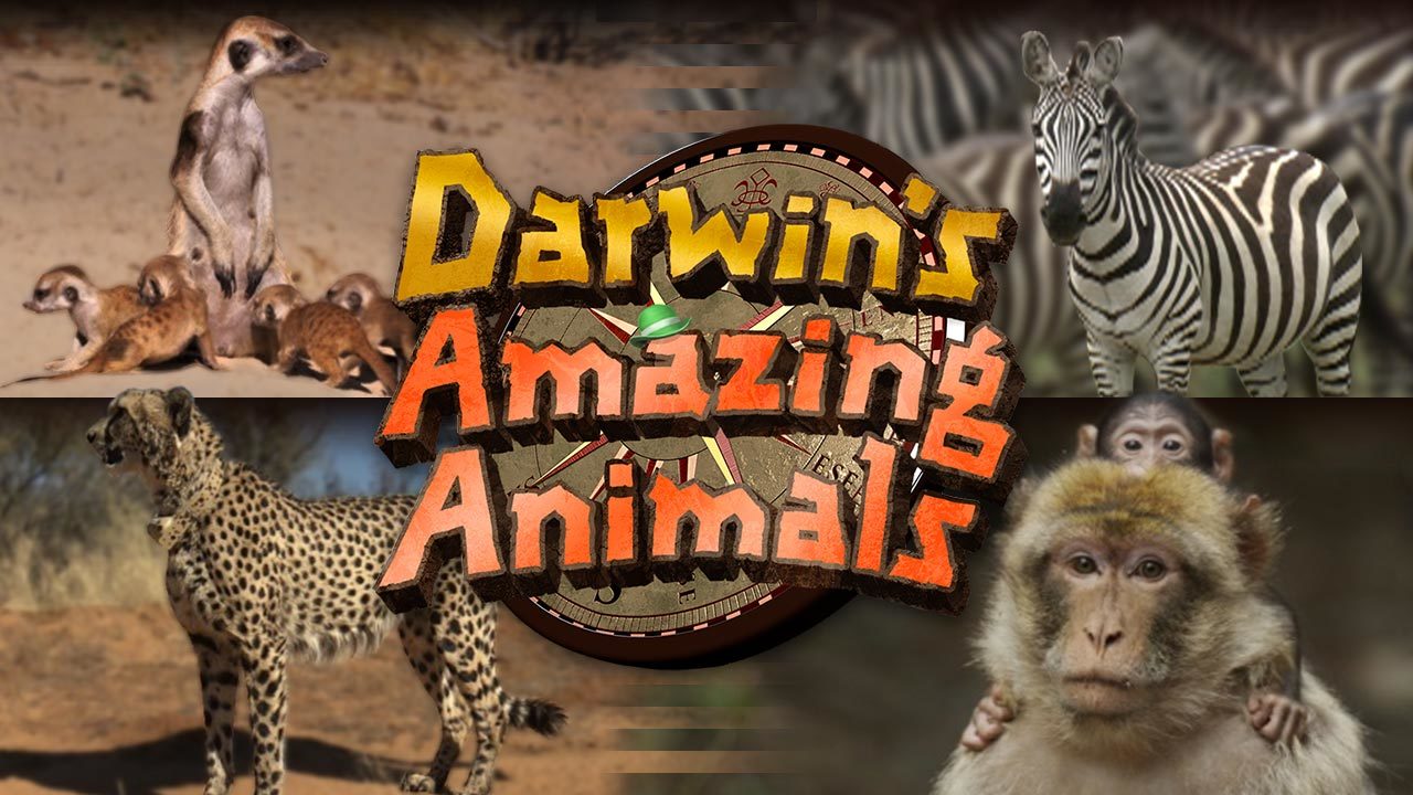 Darwin's Amazing Animals - TV | NHK WORLD-JAPAN Live & Programs