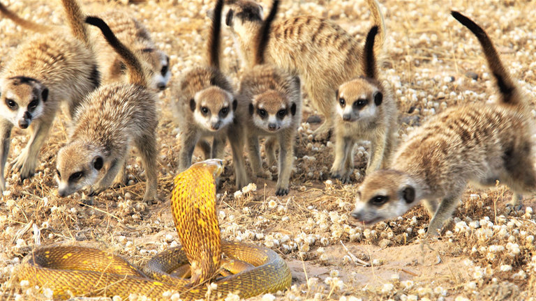 A Family Affair — Meerkat, Kalahari Desert - Darwin's Amazing Animals - TV  | NHK WORLD-JAPAN Live & Programs