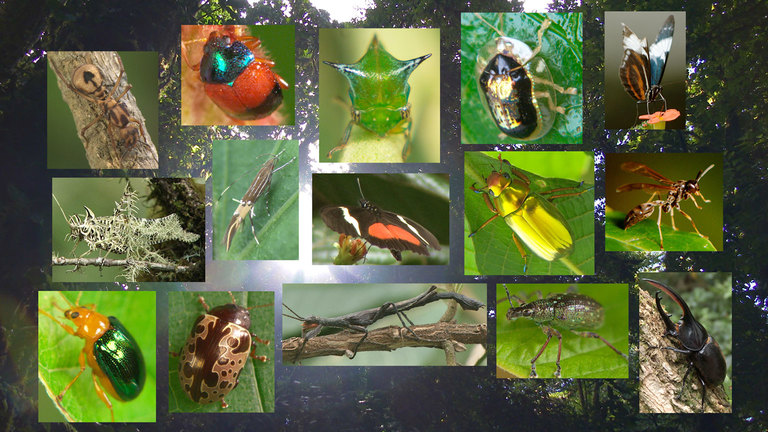 Masters of Disguise -- Rare Insects, Costa Rica - Darwin's Amazing Animals  - TV | NHK WORLD-JAPAN Live & Programs