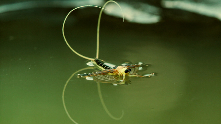Blooming of the Tisza ― Long-Tailed Mayfly, Hungary - Darwin's Amazing  Animals - TV | NHK WORLD-JAPAN Live & Programs