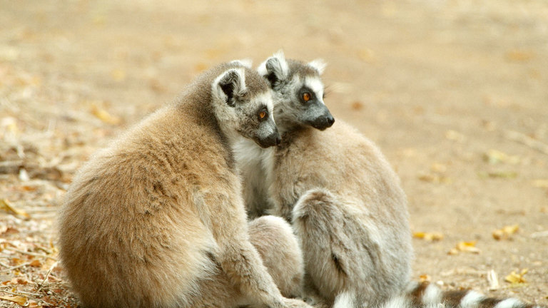 Through Thick and Thin -- Ring-Tailed Lemur, Madagascar - Darwin's Amazing  Animals - TV | NHK WORLD-JAPAN Live & Programs
