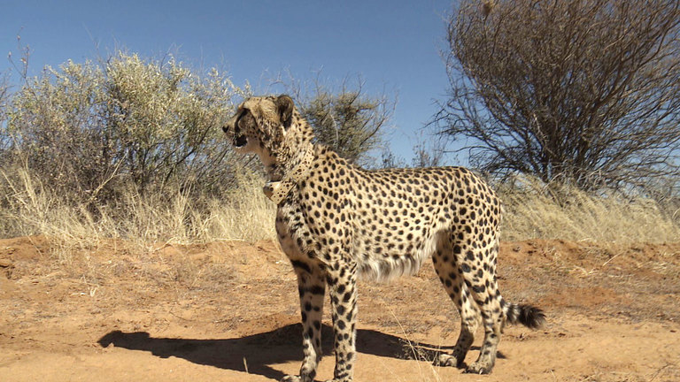 Magical Hunter -- Cheetah, Namibia - Darwin's Amazing Animals - TV | NHK  WORLD-JAPAN Live & Programs