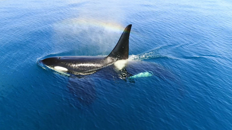 Sea King -- Orca, Japan - Darwin's Amazing Animals - TV | NHK WORLD-JAPAN  Live & Programs
