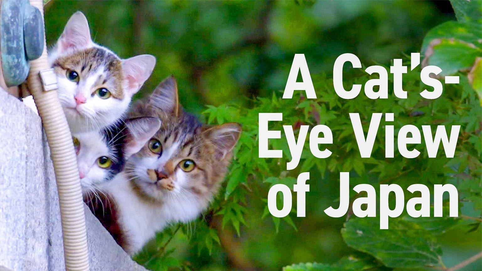 جاپان بلی کی نظر سے