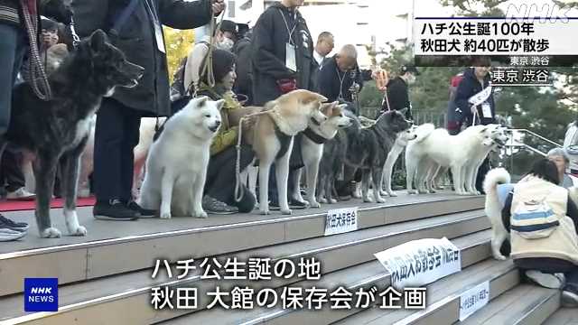 「ハチ公」生誕１００年 秋田犬約４０匹 東京・渋谷を散歩