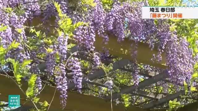 約１キロにわたる藤棚の花が見頃 埼玉 春日部で「藤まつり」｜NHK 首都圏のニュース