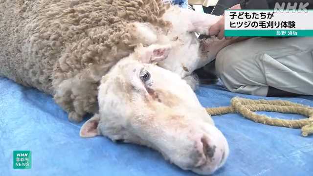 「こどもの日」 動物園でヒツジの毛刈り体験 長野 須坂｜NHK 首都圏のニュース