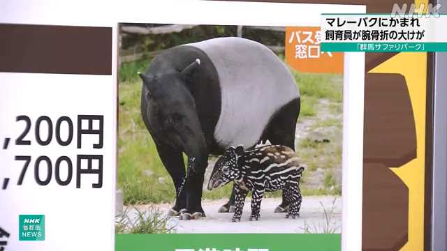 Gunma Safari Park gamekeeper suffered a extreme damaged arm after being bitten by a tapir