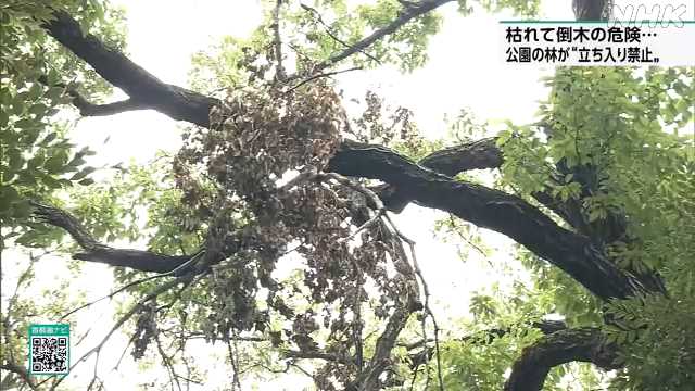 東京の１４区の公園で虫による「ナラ枯れ」相次ぐ
