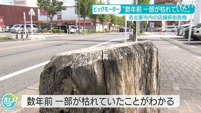 ビッグモーター店舗前の街路樹枯れる 名古屋市が調査検討｜NHK 東海のニュース